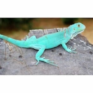 Bebés de iguana azul en venta