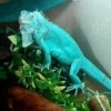 blue iguana breeder