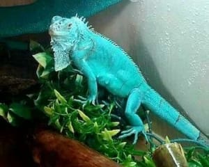 Iguana azul criador