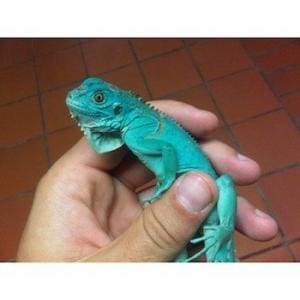 blue iguana