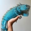 blue iguanas for sale