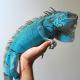 blue iguanas for sale