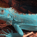 blue iguana for sale near me