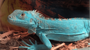 se vende iguana azul cerca de mi