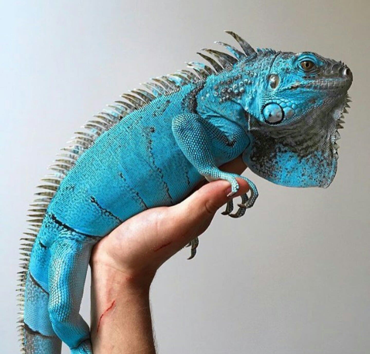 blue iguanas for sale