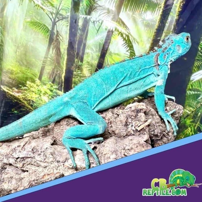 Iguana for sale baby iguanas for sale near me blue iguana breeder