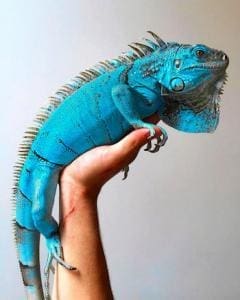 se venden iguanas azules