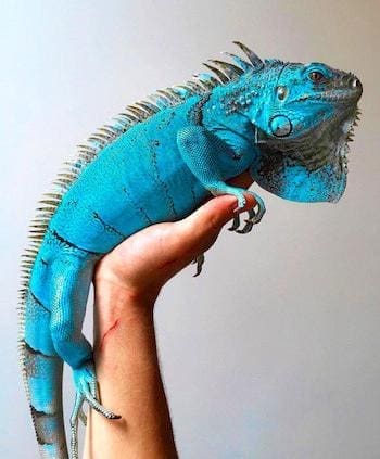 blue iguanas for sale