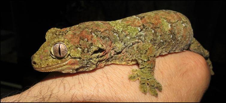 chahoua gecko for sale online