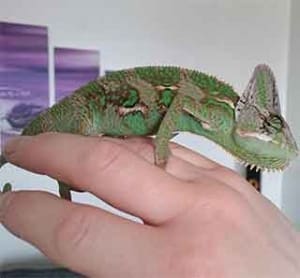 chameleon for sale