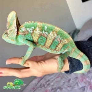 designer veiled chameleon