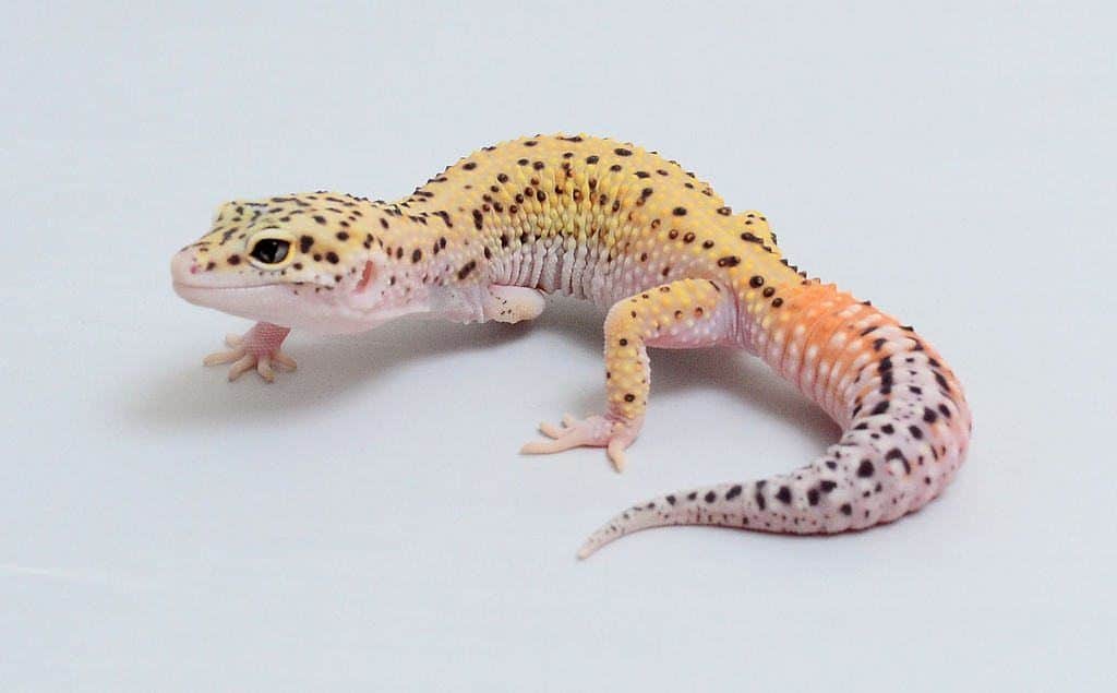 leopard gecko breeders