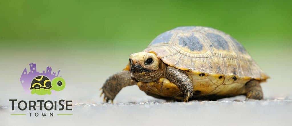 elongated tortoise for sale