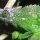 fischer's chameleon for sale