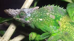 fischer's chameleon for sale