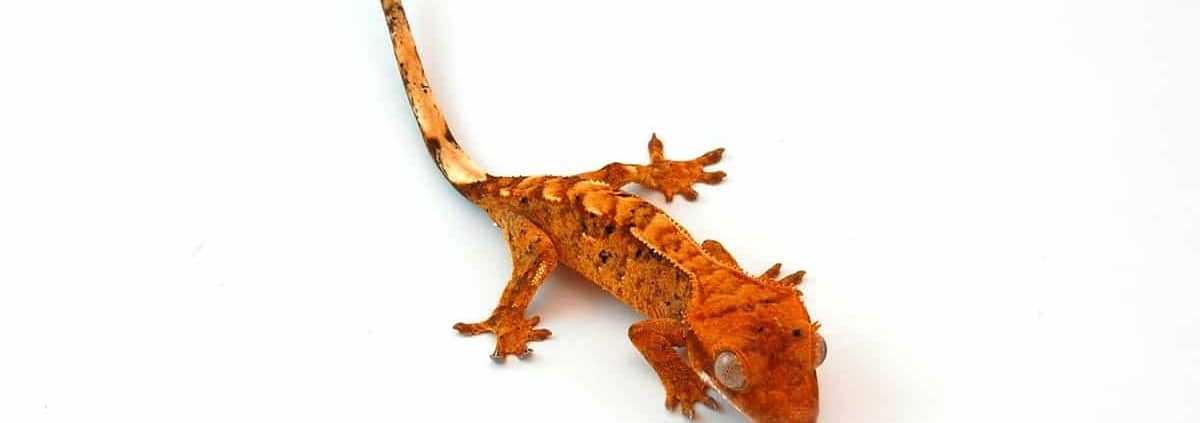crested gecko for sale online
