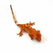 crested gecko for sale online