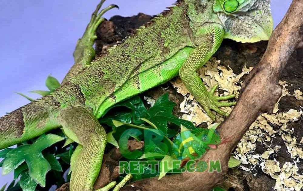 green iguana for sale