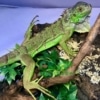 green iguana for sale