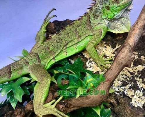 green iguana for sale