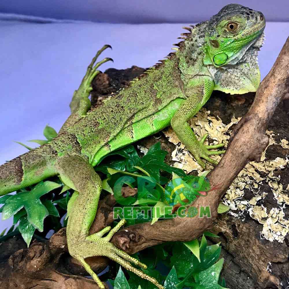 green iguana for sale