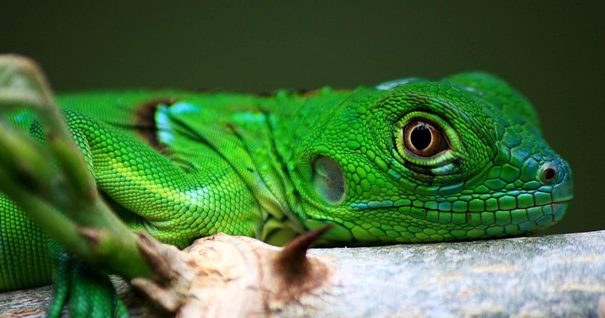 iguana for sale online