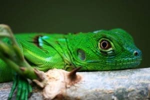 iguana for sale online