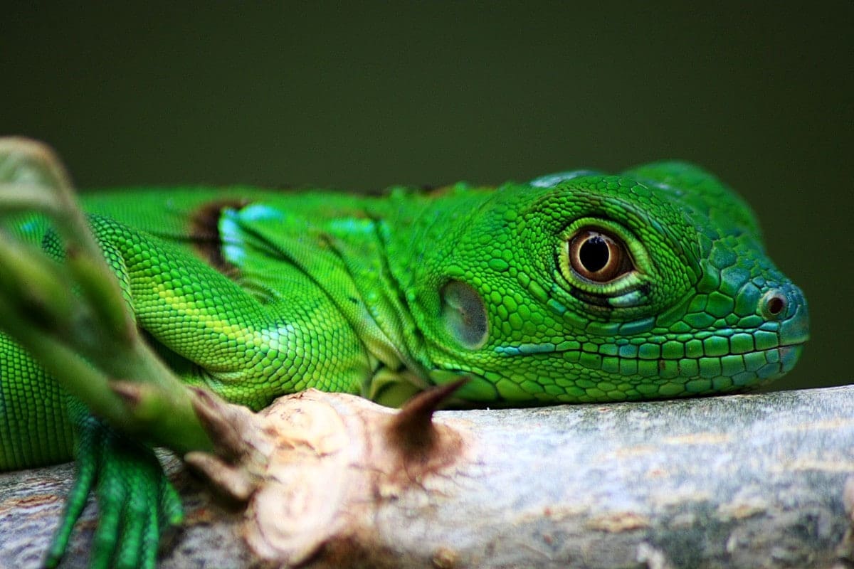 Green Iguana for sale online blue iguana for sale red baby ...