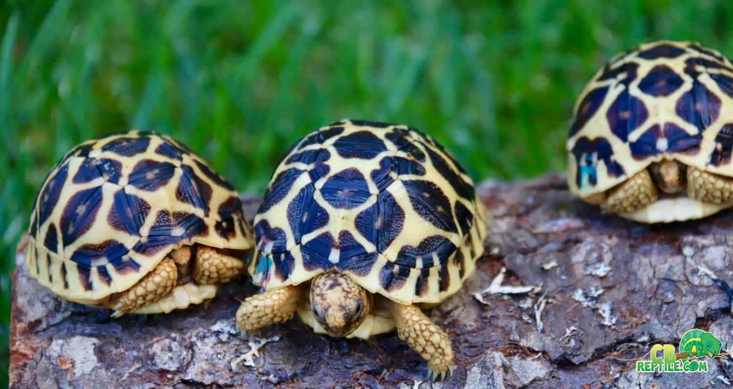 indian star tortoise for sale