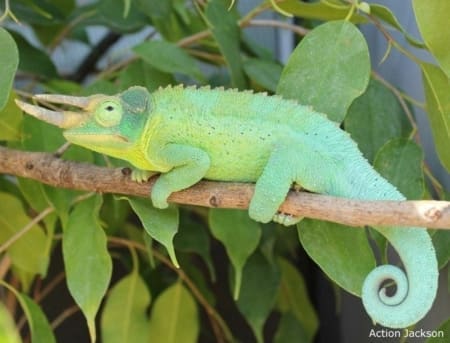 Jackson's chameleon for sale