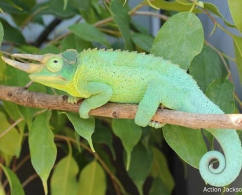 Jackson's chameleon for sale