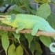 Jackson's chameleon for sale