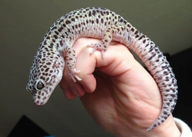 leopard gecko morphs