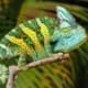 veiled chameleon for sale