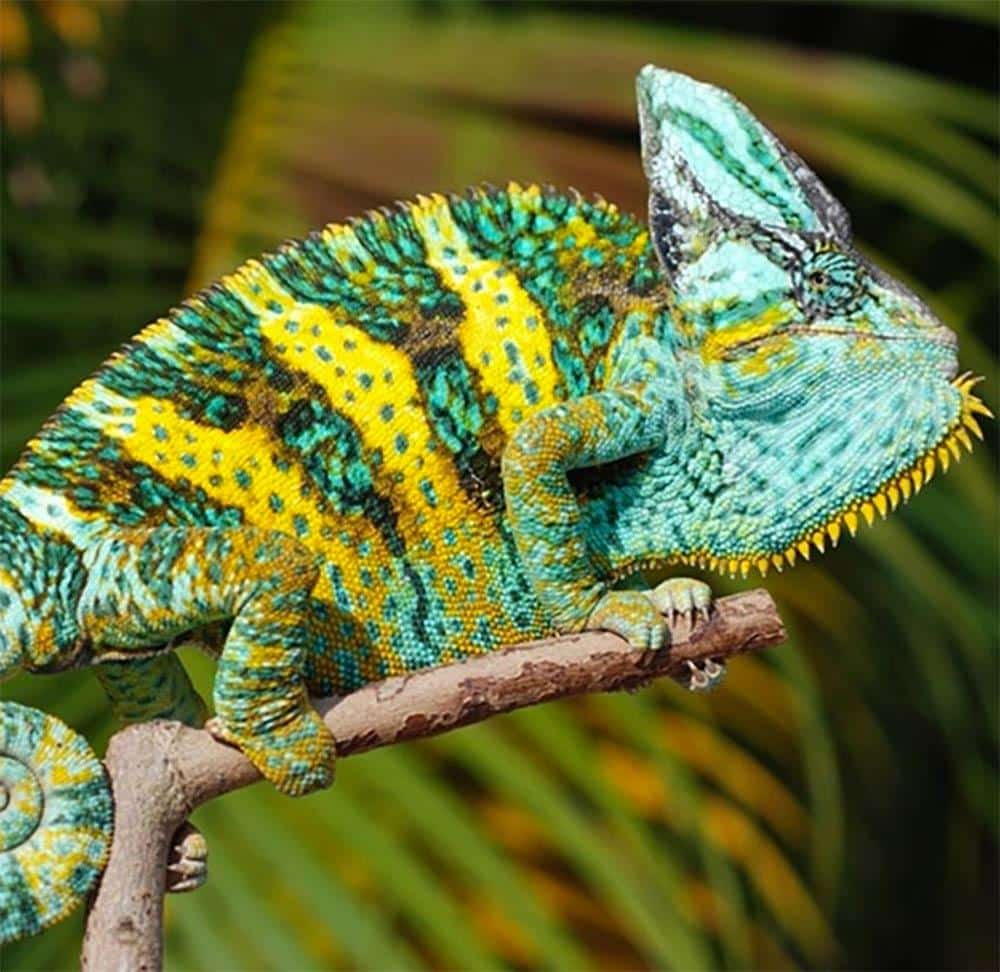 veiled chameleon for sale