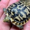 African pancake tortoise for sale