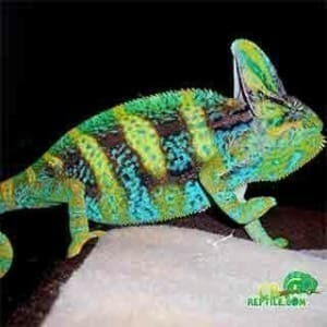 chameleon pet