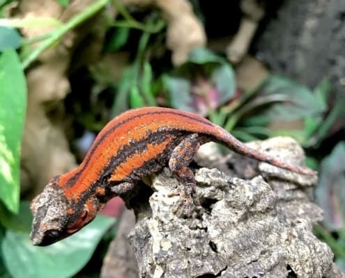 gargoyle gecko