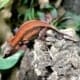 gargoyle gecko breeders