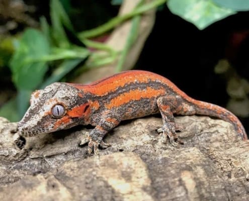 gargoyle gecko morphs