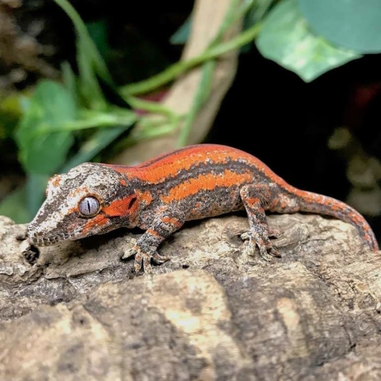 Exact Red and Orange Super stripe gargoyle gecko for sale online baby