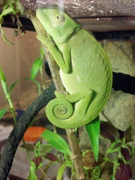 senegal chameleon for sale