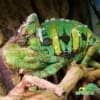 male veiled chameleon for sale