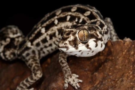 viper geckos for sale