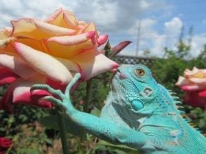 blue iguana for sale