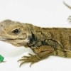 Rhino Iguana breeders