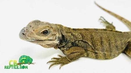 Rhino Iguana breeders