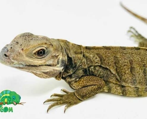 Rhino Iguana breeders