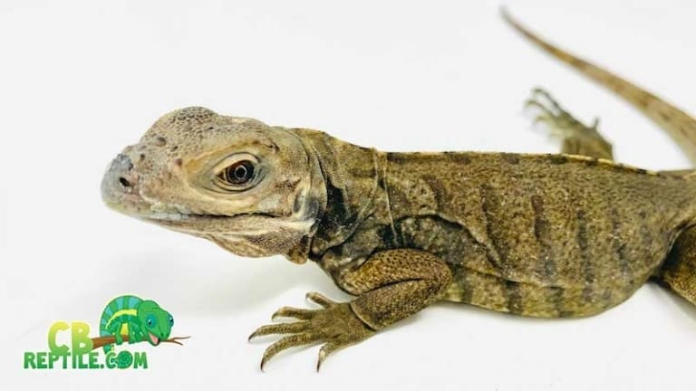 View of Iguana Diet and Iguana Food list | What to feed iguanas in captivity
