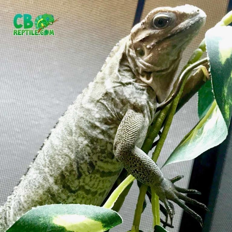 Rhino iguana for sale baby rhinoceros iguanas for sale near me